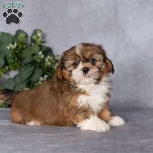 Cocoa, Shih Tzu Puppy